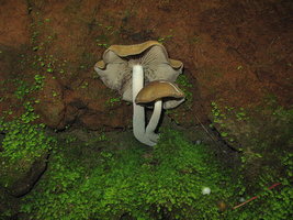 800px-Psilocybe.zapotecorum.9.jpg