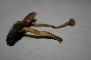 Cogus 012.jpg Cogus 012.jpg