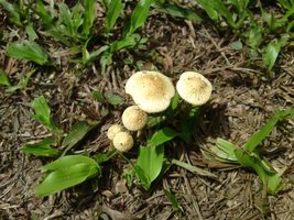 Parecido com cubensis.jpg