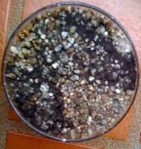 Contaminação.jpg
