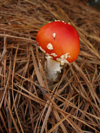 DSC00553.jpg
