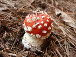 DSC00598.jpg