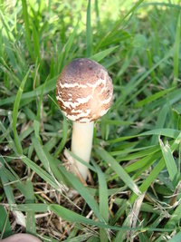 DSC02992.JPG
