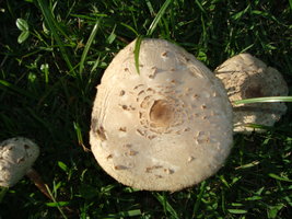 DSC02997.JPG