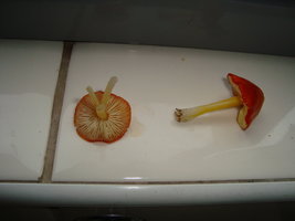 DSC03016.JPG