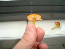 DSC03021.JPG