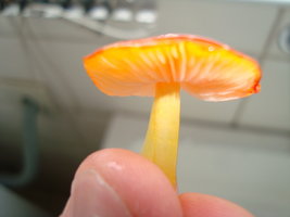 DSC03024.JPG