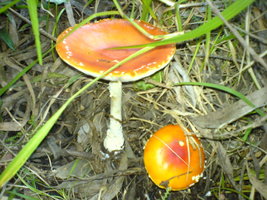 DSC00311.JPG