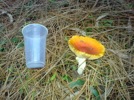 DSC00289.JPG