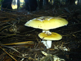 DSC00295.JPG