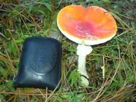 DSC00304.JPG