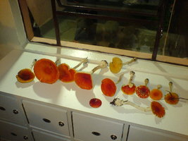 DSC00320.JPG