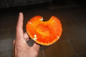 DSCF2946.JPG