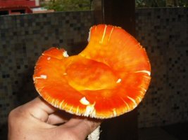 DSCF2965.JPG