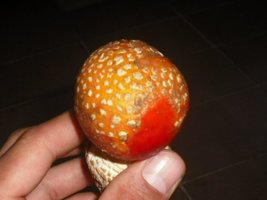 DSCF2972.JPG