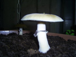 KSSS 81.JPG