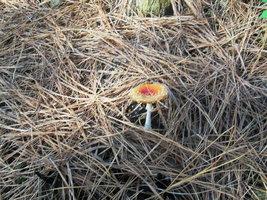 SDC11709.JPG