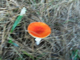 SDC11714.JPG