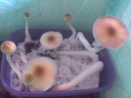 Imag027.jpg