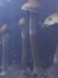 IMG0512A.jpg