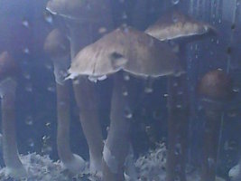 IMG0510A.jpg
