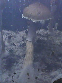 IMG0511A.jpg