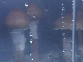 IMG0518A.jpg