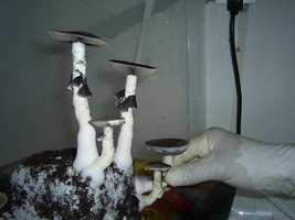 KSSS 115.JPG