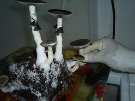 KSSS 116.JPG