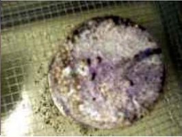 Neurospora-crop.JPG