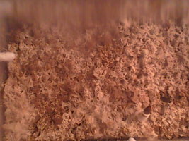 IMG0573A.jpg