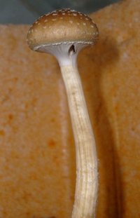 cald (2).jpg