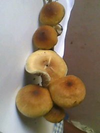 IMG0111A.jpg