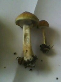 IMG0115A.jpg