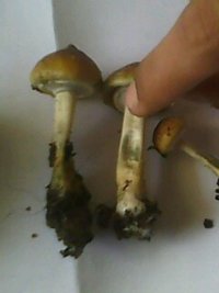 IMG0109A.jpg