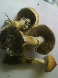 IMG0116A.jpg
