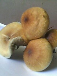 IMG0112A.jpg