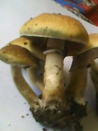 IMG0114A.jpg