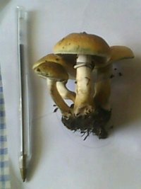IMG0108A.jpg