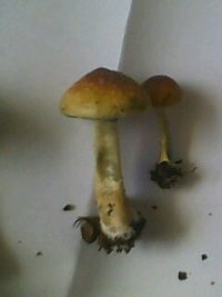 IMG0118A.jpg