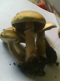IMG0119A.jpg