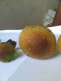 IMG0113A.jpg