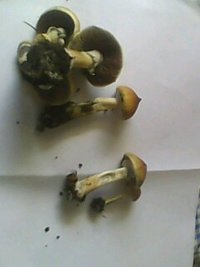 IMG0117A.jpg