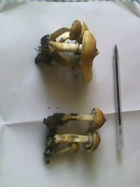 IMG0107A.jpg