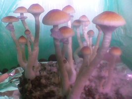 Imag003.jpg