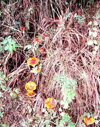 DSC01688.JPG
