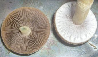 S6304935.JPG