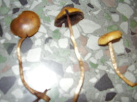 PB070297.JPG