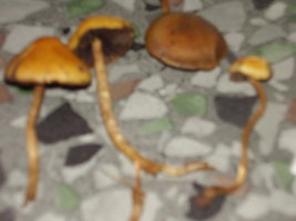 PB070309.JPG