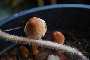 DSC_0007.JPG DSC_0007.JPG
